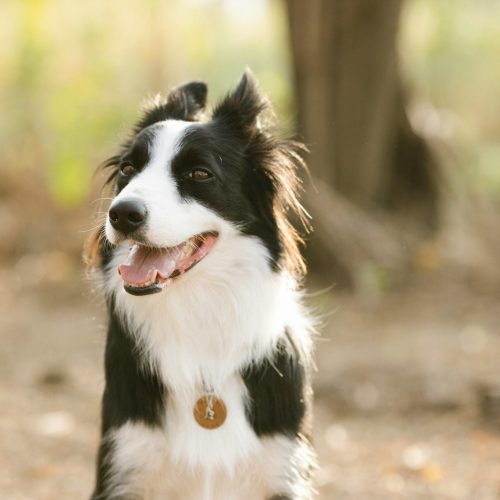 Pet Collar Charms