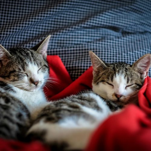 Pet Beds + Blankets