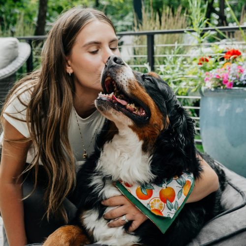 Pet Accessories