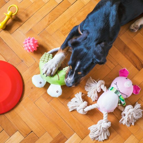 Pet Toys