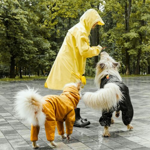 Pet Apparel
